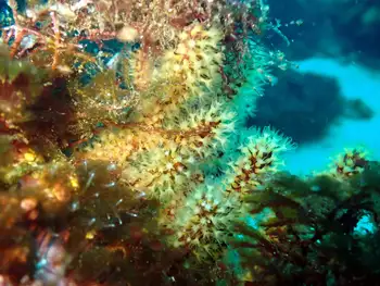 cavernulina darwini coral