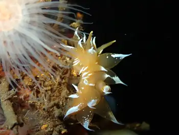 golden dirona nudibranch