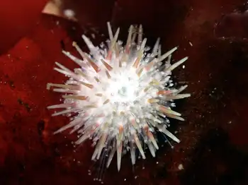 white sea urchin