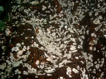 Coral Bryozoan