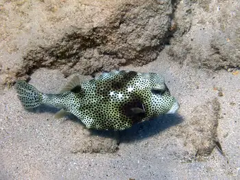 spotted trunkfish