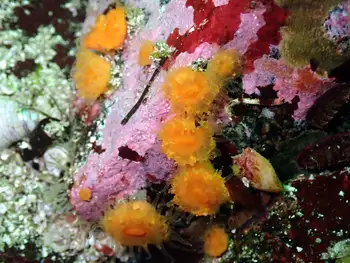Orange Cup Corals