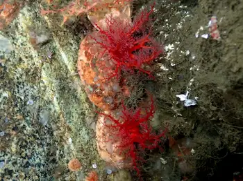 red creeping pedal sea cucumber