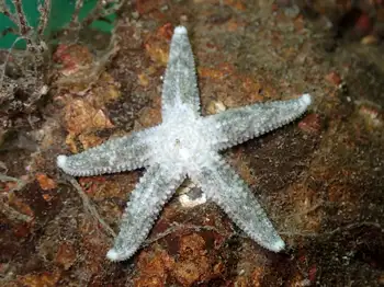 giant pink star