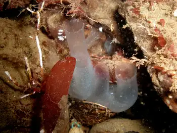 Sea Vase Tunicate