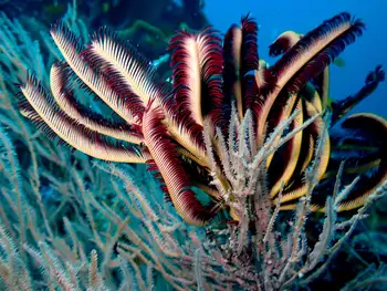 noble feather star