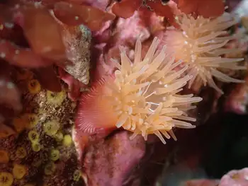 proliferating anemone
