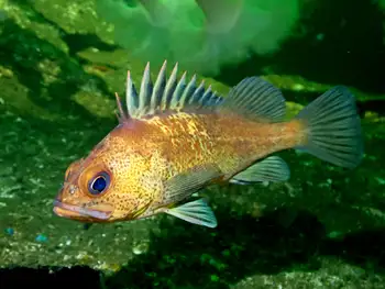 puget sound rockfish
