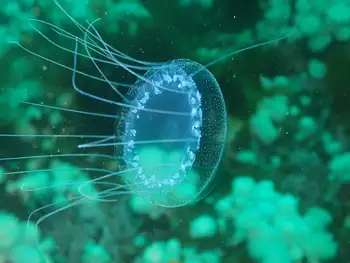 water jelly