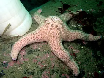 giant pink star