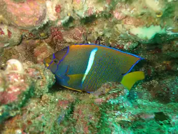 king angelfish