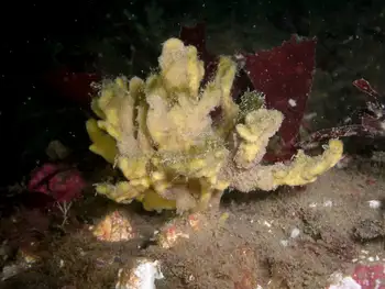 Tough Yellow Branching Sponge