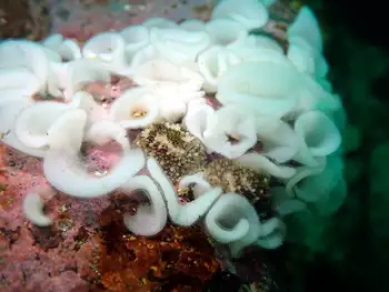 barnacle eating nudibranch