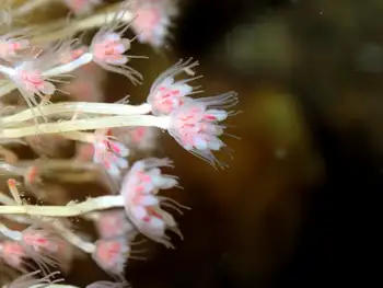 pink mouth hydroid
