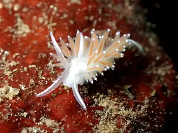 Red Gilled Nudibranch