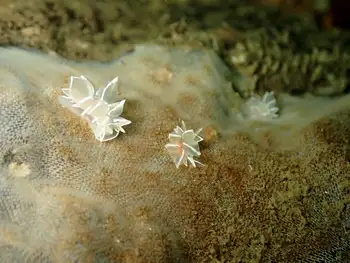 Alabaster Nudibranchs