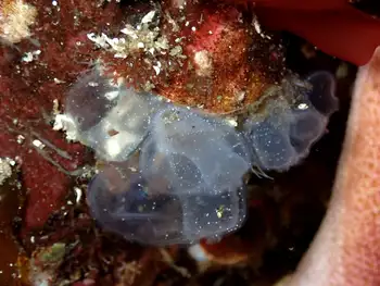 transparent sea squirt