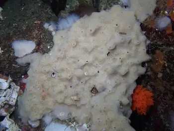 hard gnarled clump sponge