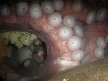 Giant Pacific Octopus Eggs