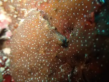pavona chiriquiensis coral