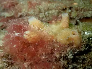 sea peach tunicate