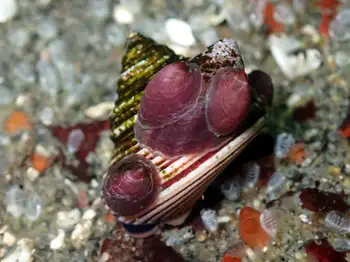 Dogwinkle Snail