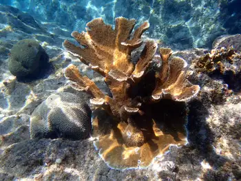 fused staghorn coral