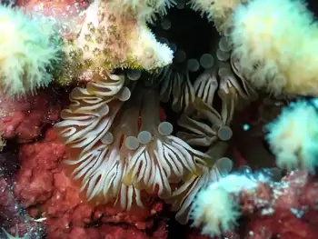 club tipped anemone