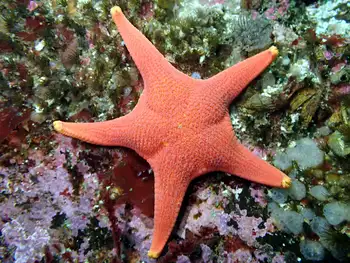 vemilion star