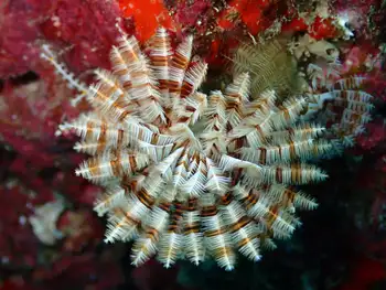 brown white crowned tube worm