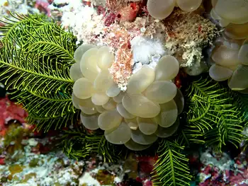 sinuose coral