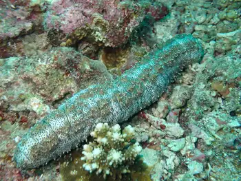Graeffe's Sea Cucumber
