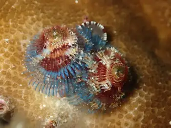Feather Duster Worms