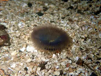 Slime Tube Feather Duster Worm