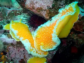 Orange Peel Nudibranchs