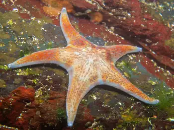 Leather Star