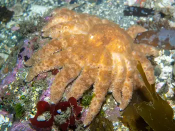 Sunflower Star