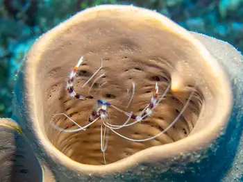 Red Banded Coral Shrimp