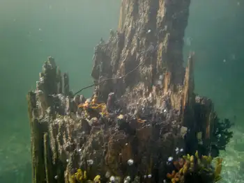 Submerged Log