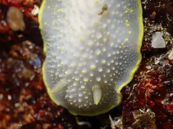 Yellow Margin Dorid