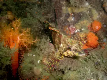 Painted Greenling and Red Sea Cucumber