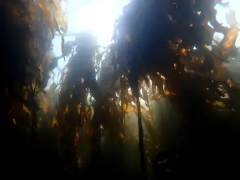 Bull Kelp