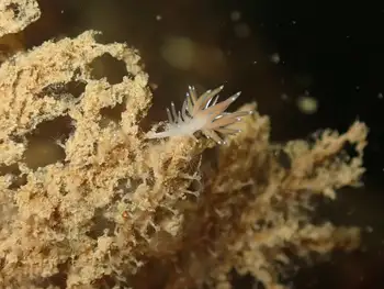 Juvenile Pearly Nudibranch