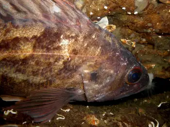 Brown Rockfish