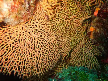 Pacifigorgia darwinii Fan Coral