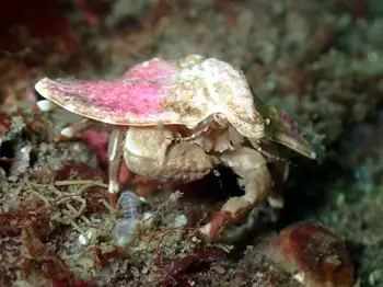 umbrella crab