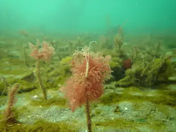 Jointed Three Section Tube Worm