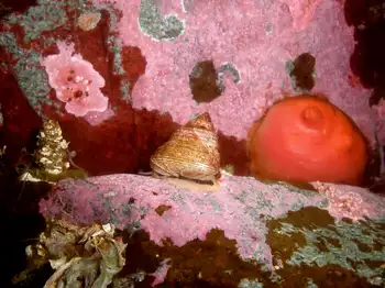 Snail and Broadbase Tunicate