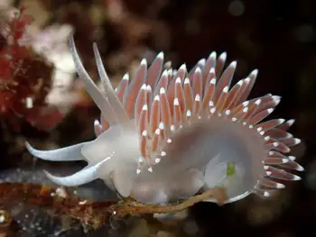 Red Flabellina Nudibranch