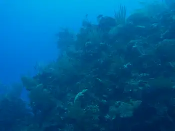 Dive Site